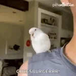 dieser verrückte vogel