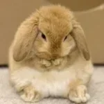 bunni