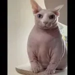 Christmas NIGG3RS-DJ JAREK #1 SESSION FEAT ASTXR_O