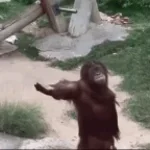 chimping out