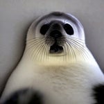 um... hello. hello, hi. um...