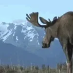 the moose man - Sound