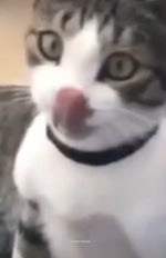 Komik videolar (küfürlü) BZKSSMSPŞSLDLD #video #shortvideo #kom - Sound