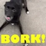 my dog barking