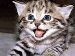 Kitty Cat Dance Song