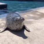 Susano'o All Seals Distortion Combo - Shadowfox