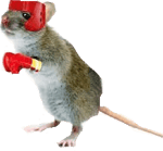 quandacious dinkington rap on stopify (credit me if used) - Sound