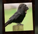 gorilla bird peeing - Sound