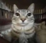 persona 5 last surprise