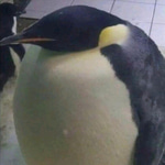 im the biggest bird