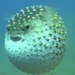 Jesse baiacu fora de contexto - Lipaumzito (youtube)