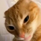 Recording 10/05/25 14:49:35