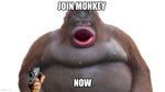 very fine monkey