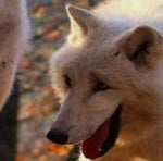 Dobrze bede urzywać twoich zaimków <3