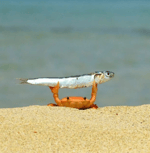 adopt skoro zatopit 128 ytshorts