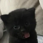 Recording 01/11/26 15:19:05