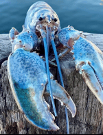 Loud Blue Lobster