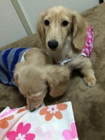 taz mania sem o final