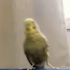FREE BIRD