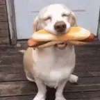 mickey-mouse-clubhouse-hot-dog-earrape - Sound