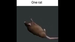 16 mil rats