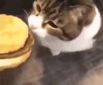 you can has cheeseburger