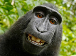 me and my monkey - Sound