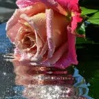 Murat Göğebakan #vurgunum