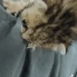 dont touch my kitten!