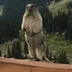 Screaming marmot