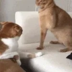Spanking Sound Effect