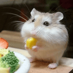 Greek papadaki song (reposted tik tok polykarpos jr)