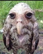 Wallace Hammering with dodge ball sound effect