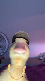Im bouta cuhhhh