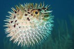 pufferfish