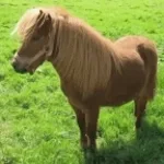 Pony