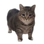 Cat Meme - u i i io i ii a