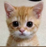 No te metas con un army