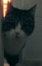 meow meow nigga - Sound