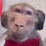 singe musique