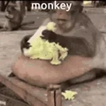 Monkey (copy)