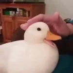 Cuvva Fuzzy Duck
