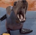 seal 🦭🦭🦭🦭