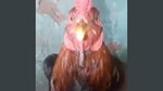 Chicken Beatbox