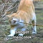 HAI SAYANG SEPERTINYA KAU SALAH STRATEGI PATRIK