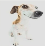 ai cachorro com uivo