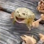 Drunk squirrel laughing sound effect