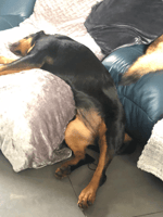 Knock knock! (sound effect)