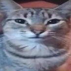 Ah perry el ornitorrinco,que inesperada sorpresa