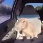 Ok I Pull Up Sound Effect (Long Version) (copy)